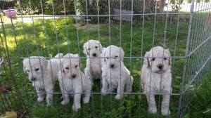 10311035_10200603477604635_2128478161392484674_n