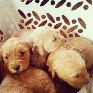 10845952_4841866739787_5412473792160874344_n