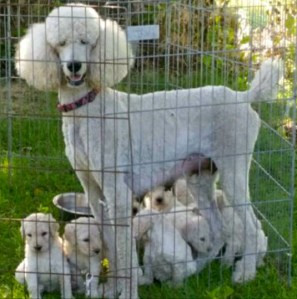 11393187_10200591906715370_1017877189719226801_n-1