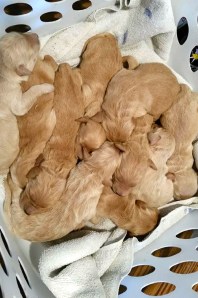 10264948_4127230674332_5830538344558758856_n