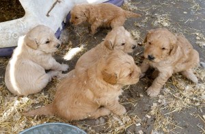 10271466_874406252585675_4315055230659949552_n