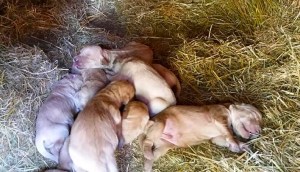 10308238_4127229834311_949256683139019266_n