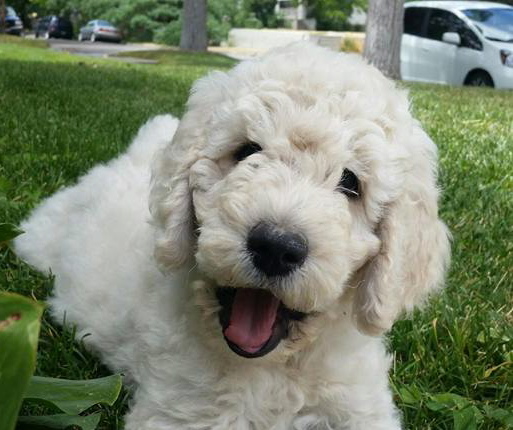 11755924_10200700458309092_8508505717126303455_n