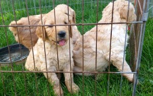 10352402_4250054944862_322050405154478318_n