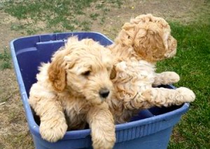 10428476_4249769457725_6218567836308407147_n