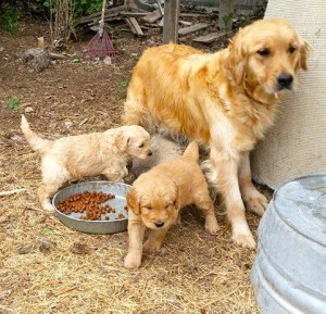 10450448_4249710136242_8113991927075926876_n