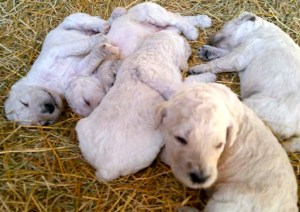 11141762_10200549676459640_4966458599914955377_n