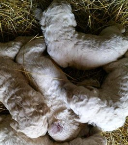 11148716_10200549674179583_4985425067344039358_n