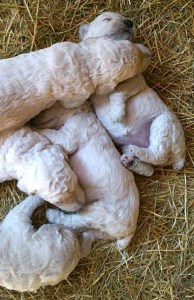 11295544_10200549674939602_2621819178988162323_n