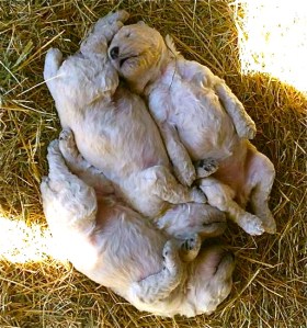 11295662_10200549675219609_770491984153323731_n