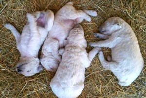 11329930_10200549675539617_1726796410008164006_n