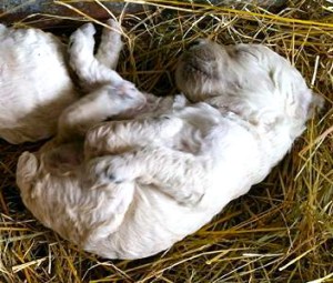 11351181_10200549673819574_218620325445736991_n-1